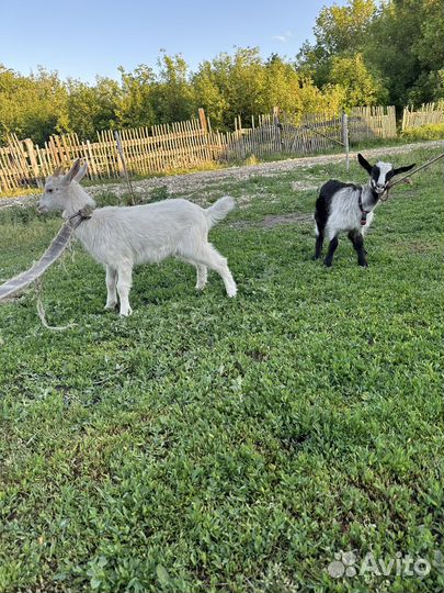 Козлята (девочки)