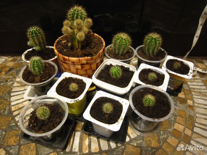 Обновлено 2023) Кактус Эхинопсис (12шт)
