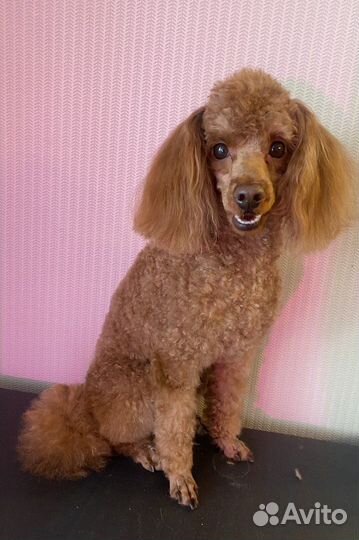 Стрижка собак и кошек