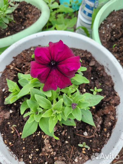 Петуния грандифлора суперкаскадная бургунди