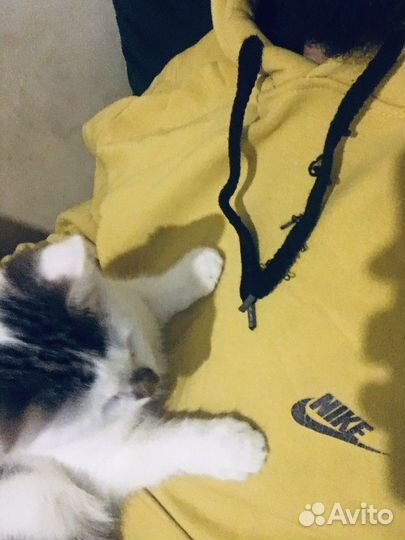 Японский бобтейл кошка одам добрый руки