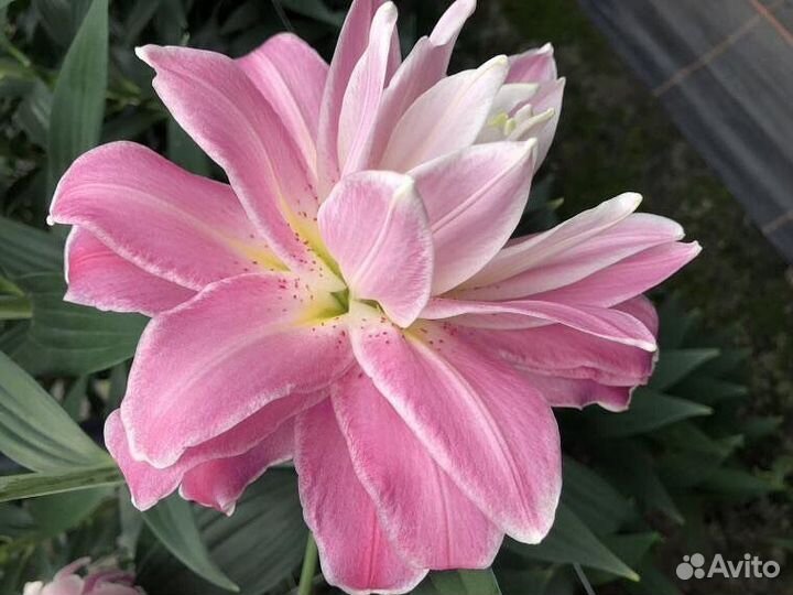 Лилии на осень 2023, принимаю заявки