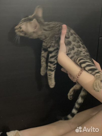 Саванна