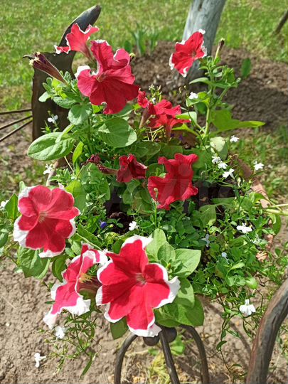 Участок 12,5 сот. (ИЖС)