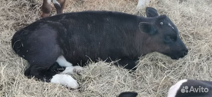 Быки герефорд на племя