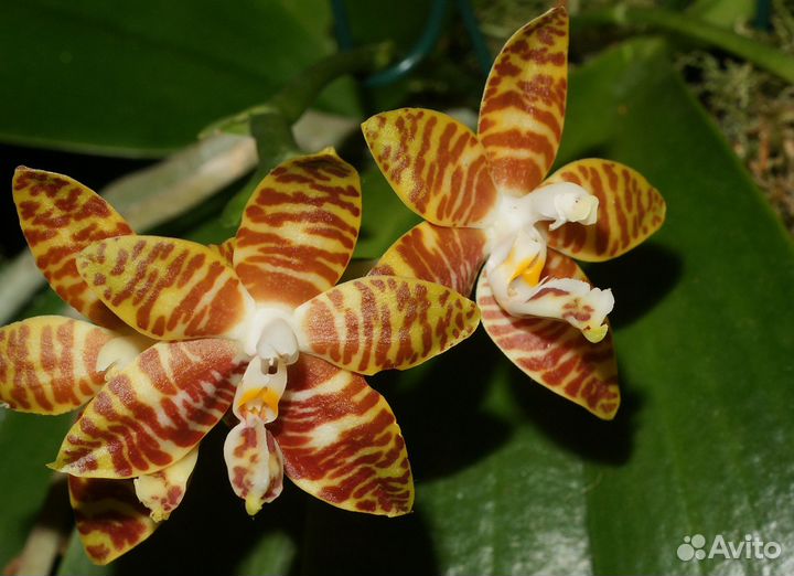 Орхидеи синие, красные, жёлтые, и др. 25 сортов