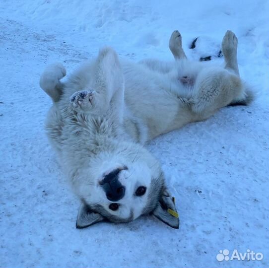 Лайка, кобель