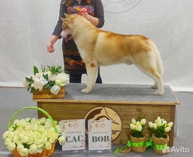 Вязка Сибирский Хаски