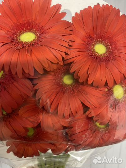 Герберы букет