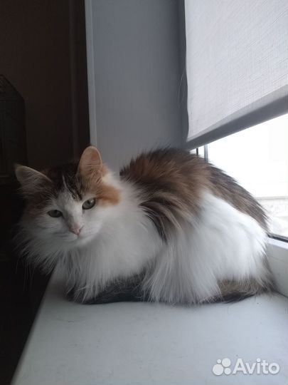 Трёхцветная кошечка на счастье