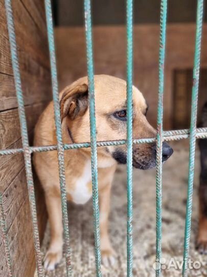 Собака хочет домой