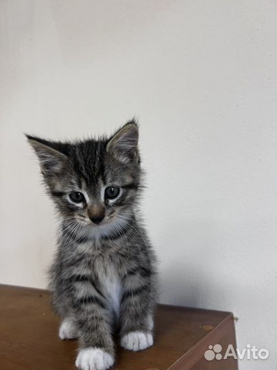 Котята в добрые руки бесплатно