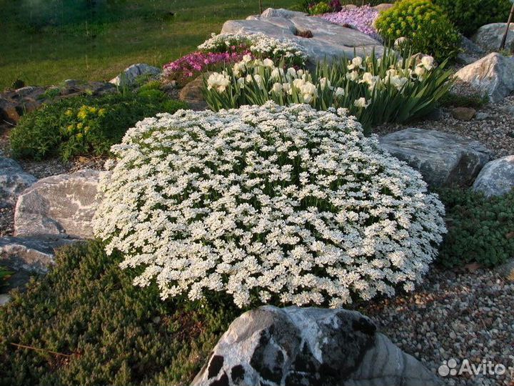 Иберис многолетний почвопокровник