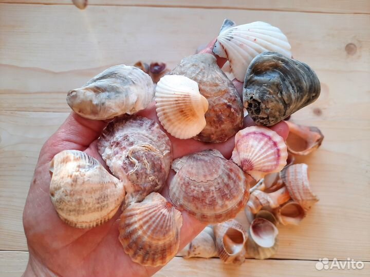 Морские ракушки. Набор для творчества. Вес 300гр