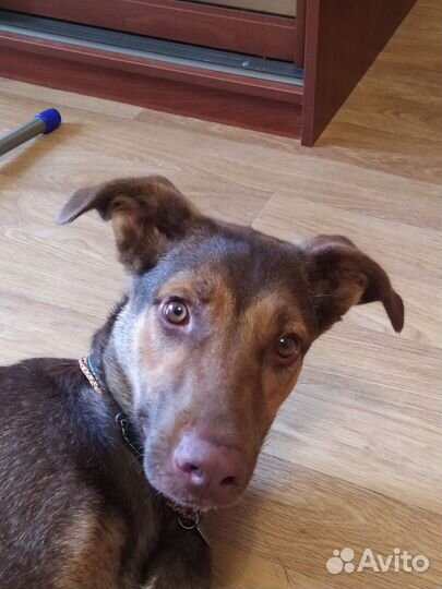 Красивая собака в добрые руки