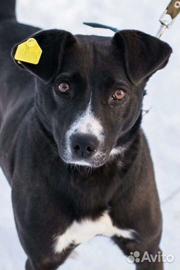 Собака Багира ищет дом