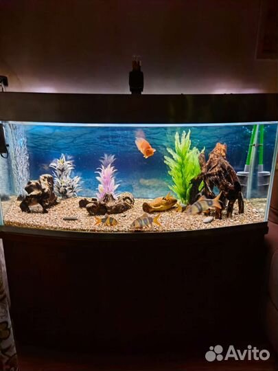 Аквариум