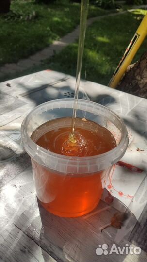 Черноклен. Майский Мед 2023