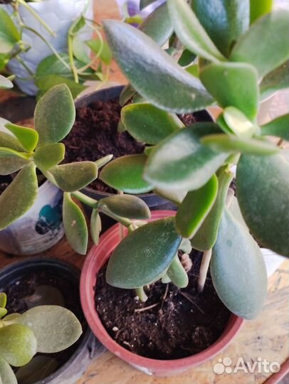 Комнатные растения цветы