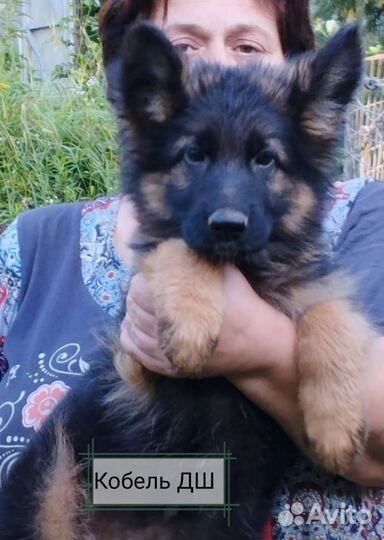 Щенки немецкой овчарки
