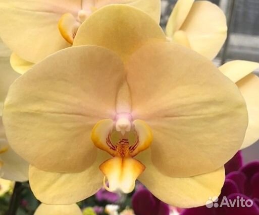 Орхидея Phal. Карина (Африканский закат)