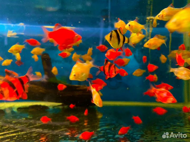 Аквариумные рыбки