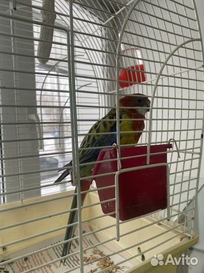 Волнистый попугай, корелла и неразлучник