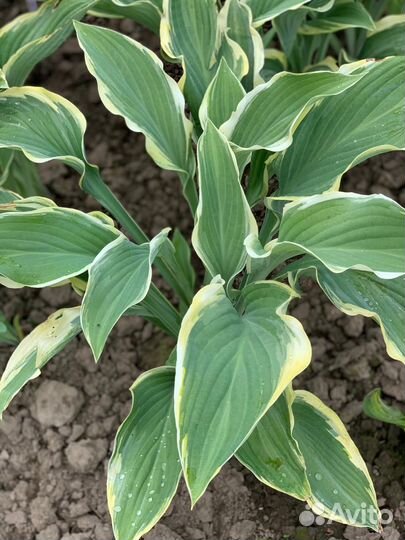 Хоста Sagae (Сагае) XL