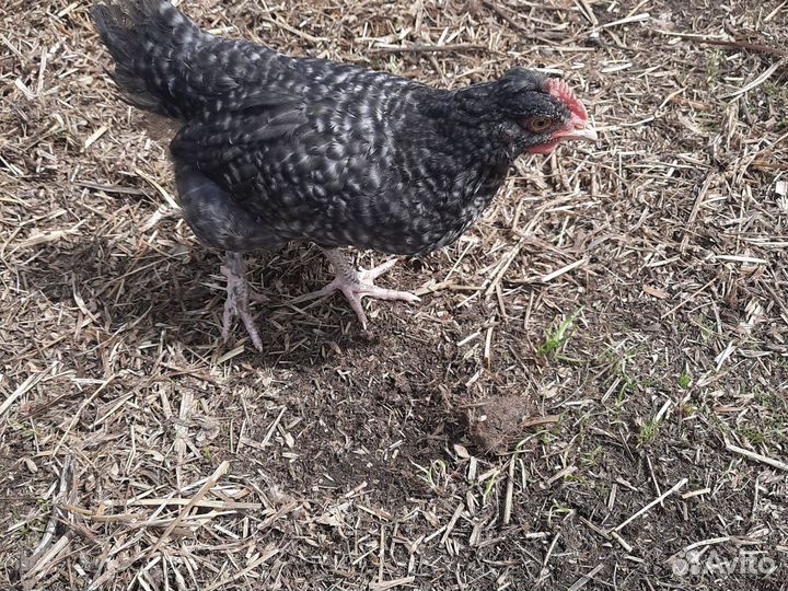 Петушки месячные.Амераукан,Лакендази, Ухейилюй