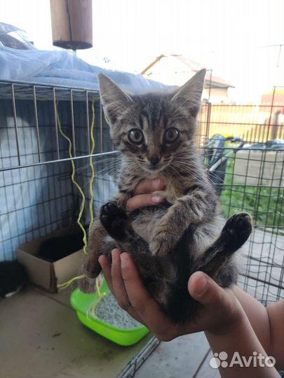 Котята в добрые руки бесплатно