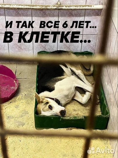 Чудо мальчик в добрые руки