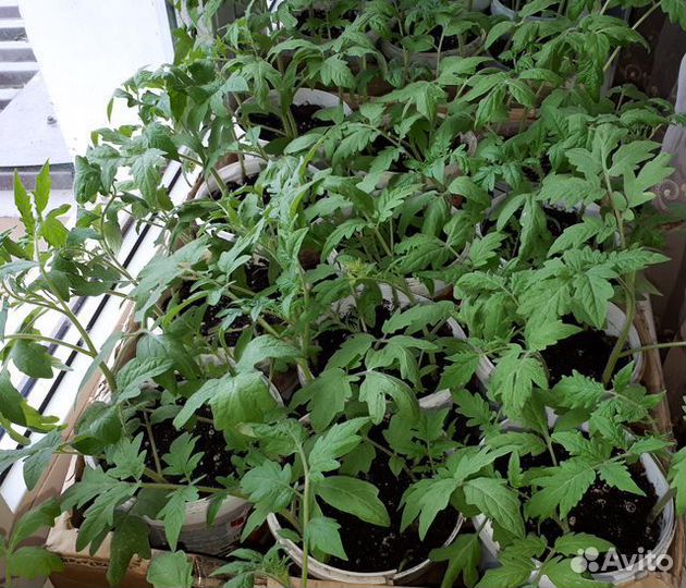 Рассада томатов разных сортов