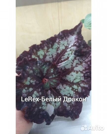 Бегонии LeRex