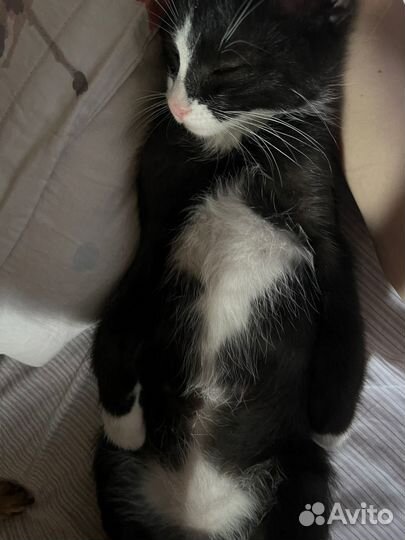 Черненький котенок Феля