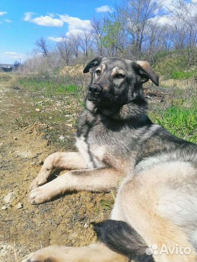 Собака Леон