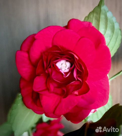 Сортовые махровые бальзамины (ванька мокрый)