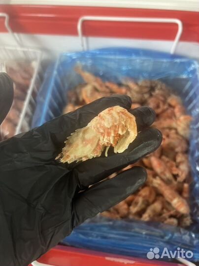 Креветка медведка