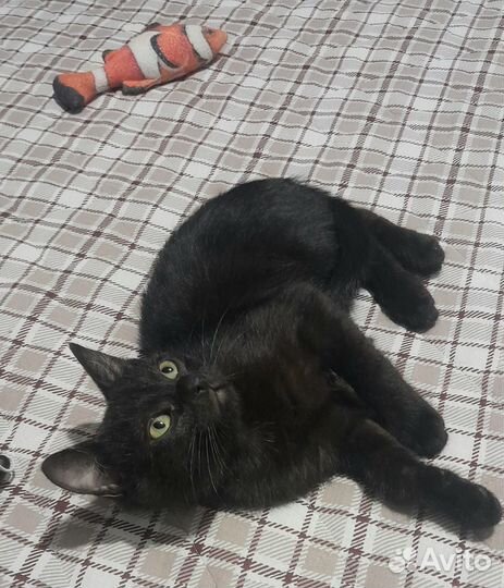 Малышка ищет дом