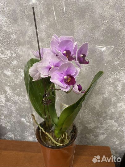 Орхидея фаленопсис