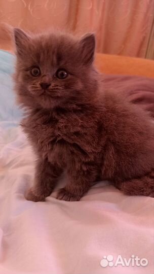 Девочка в добрые руки