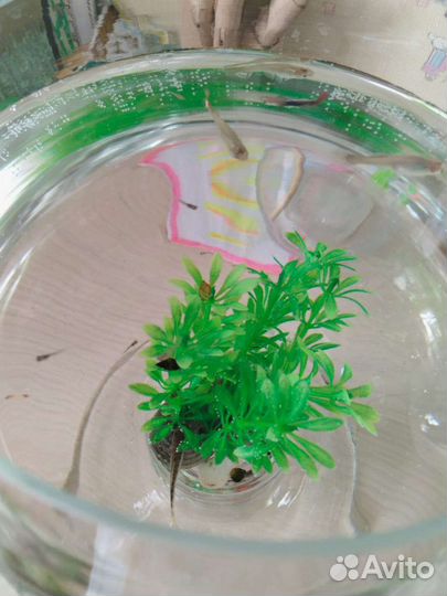 Аквариумные рыбки гуппи