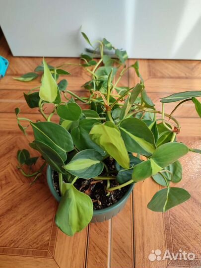 Филодендроны