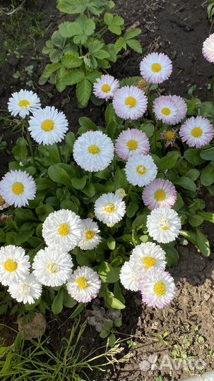 Маргаритки, Настурция, Календула