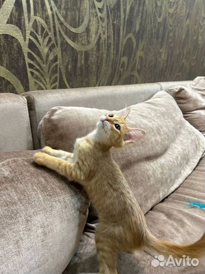 Кот Алек в добрые руки