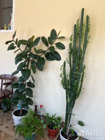 Комнатные растения большие