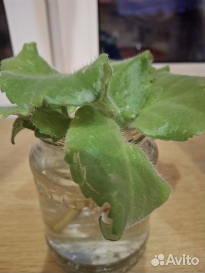 Ростки фиалок