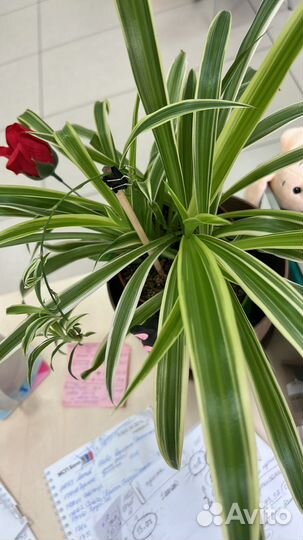 Хлорофитум хохлатый