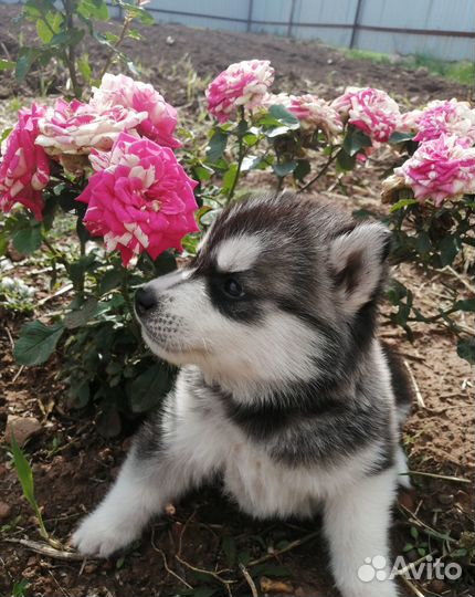 Щенки хаски