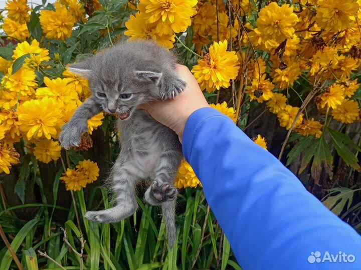 Котёнок дымчатый