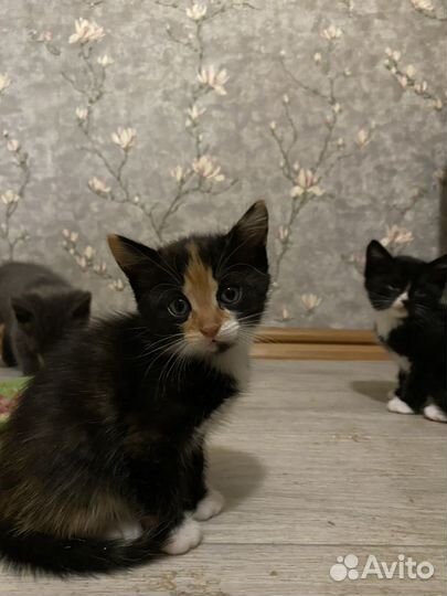 Котенок мальчик в добрые руки